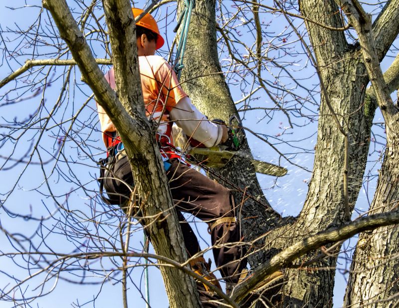 Workers Performing Land Clearing