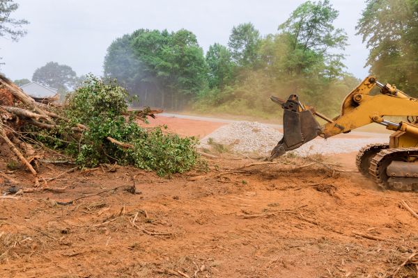 Cost of Forestry Mulching Service in Greeley