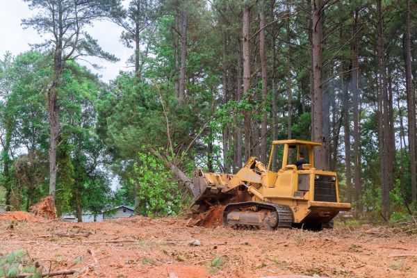 Cost of Trees Clearing in Greeley