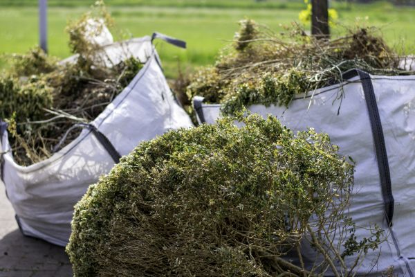 Cost of Bushes Clearing in Greeley