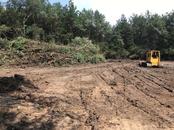 Cost of Thicket Clearing in Greeley
